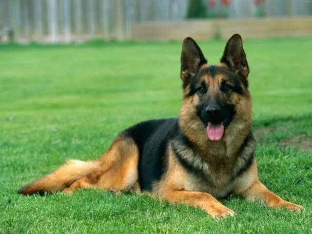 Овчарки разновидности породы фото What Dog Breed Are You? Shepherd dog breeds, German shepherd dogs, German shephe