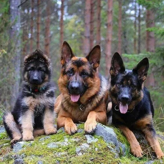 Овчарки разновидности породы фото Pin by Kerekes Guriga on KUTYUSOK German shepherd dogs, German shepherd, German 