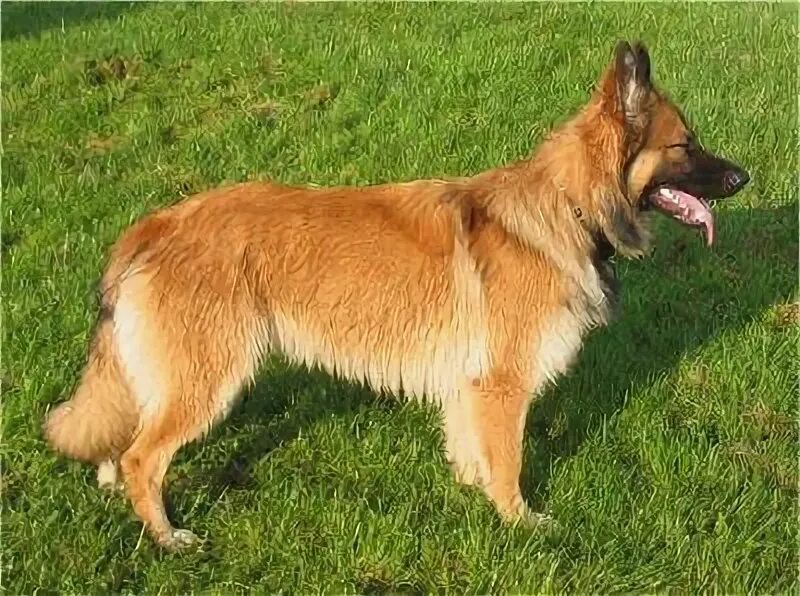 Овчарки рыжего окраса фото German Shepherd Dog Breed Information and Pictures German shepherd dogs, German 