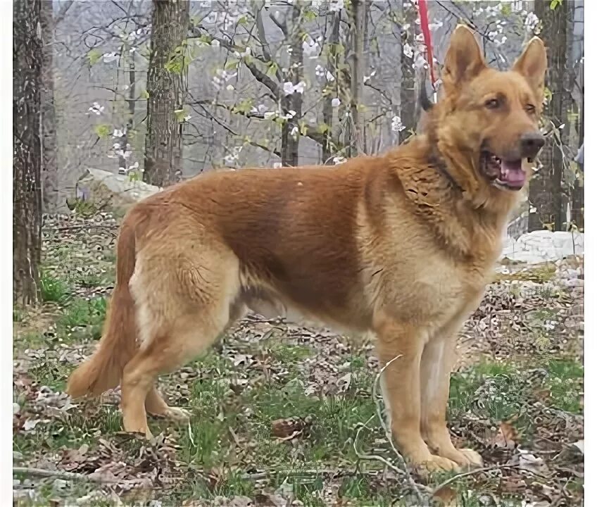 Овчарки рыжего окраса фото Liver German Shepherd Canidae Pinterest German shepherd, German shepherd colors,