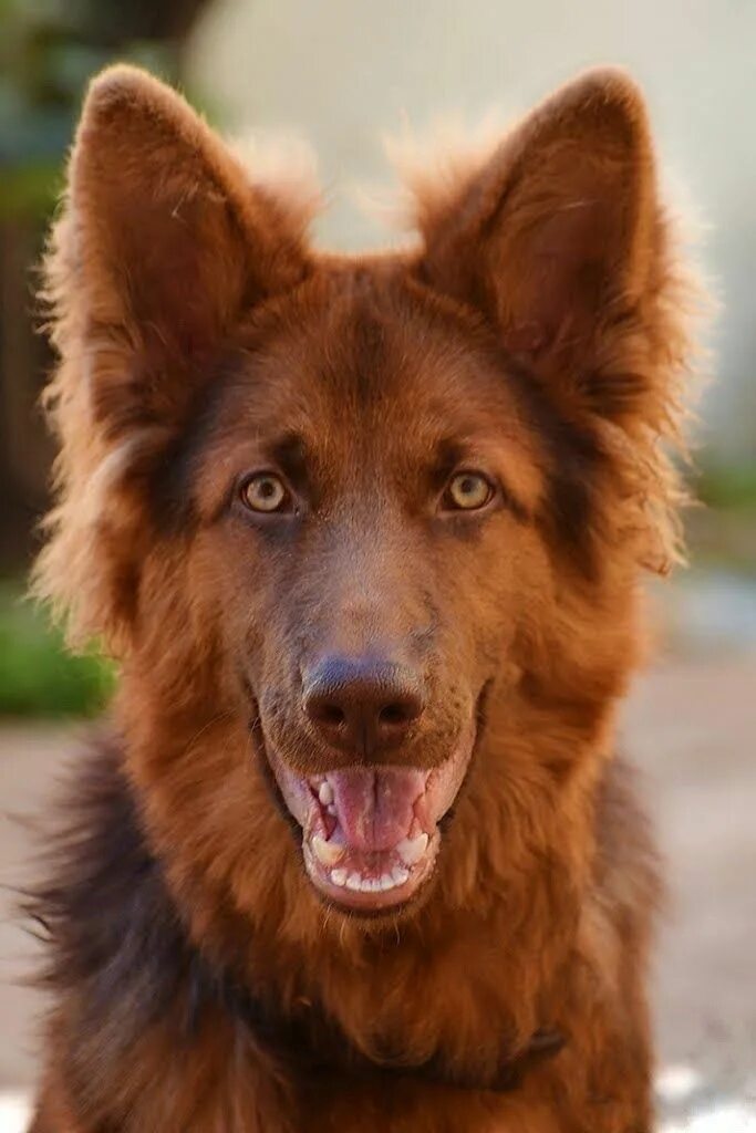 Овчарки рыжего окраса фото Pin on cães/Dog Dogs, Shepherd puppies, German shepherd dogs