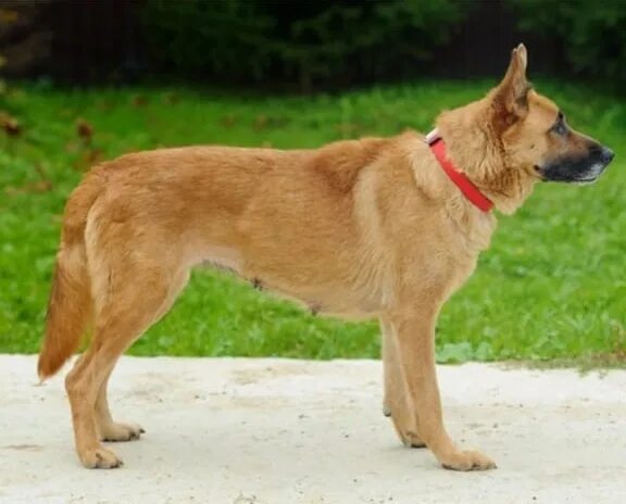 Овчарки рыжего окраса фото CYMLANSK NOTICED DOG OF HEAVY 2023 Овчарки в беде. Информационная помощь ВЕО и Н