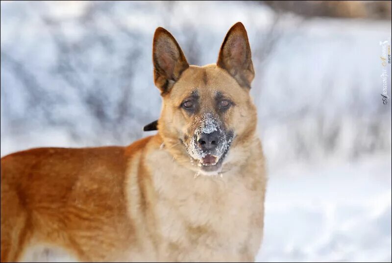 Овчарки рыжего окраса фото Бим, рыжий немец. На испытательном! HELPDOG