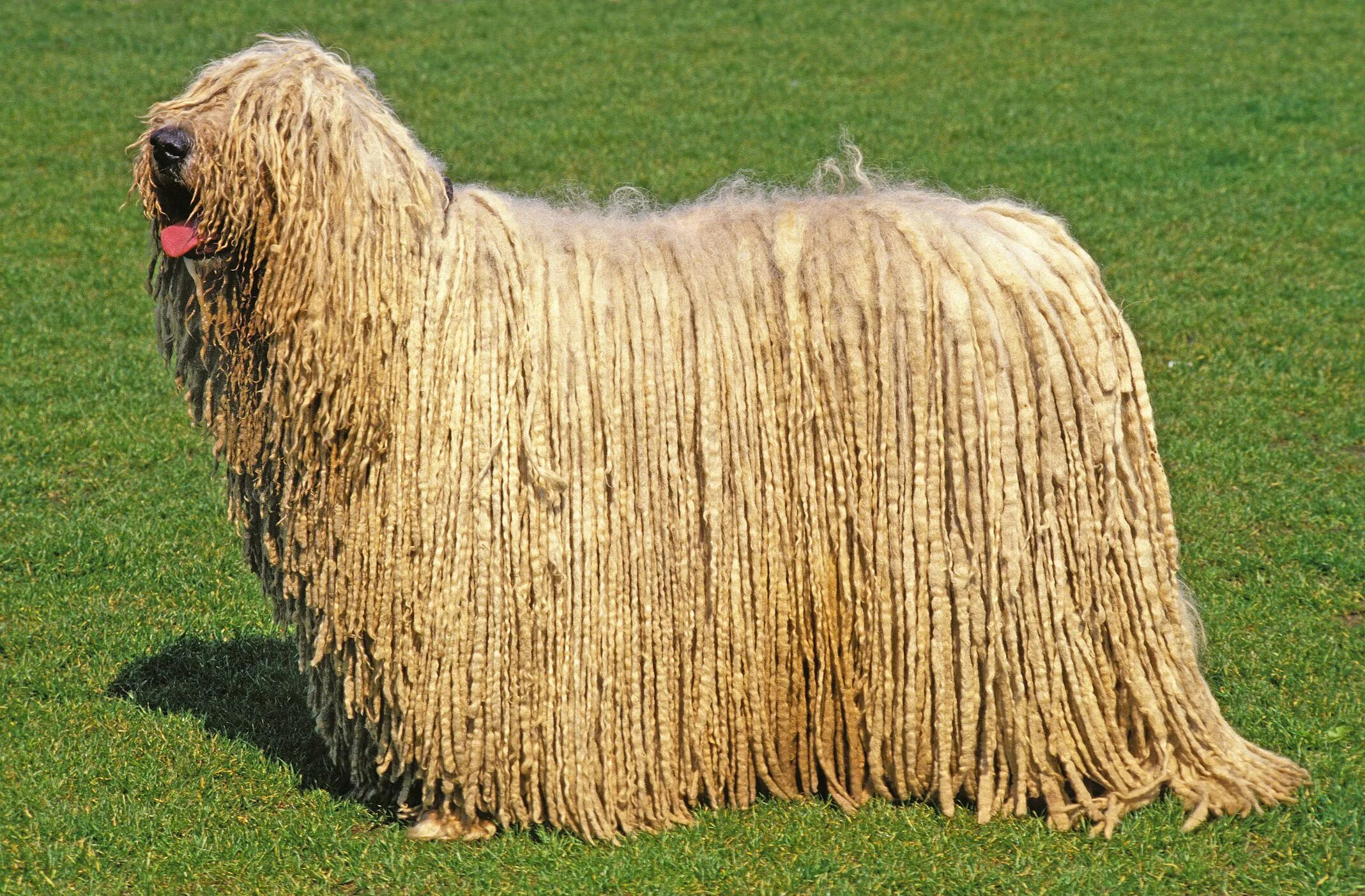 Овчарки с длинной шерстью фото 12 Dog Breeds That Only Have White Coats
