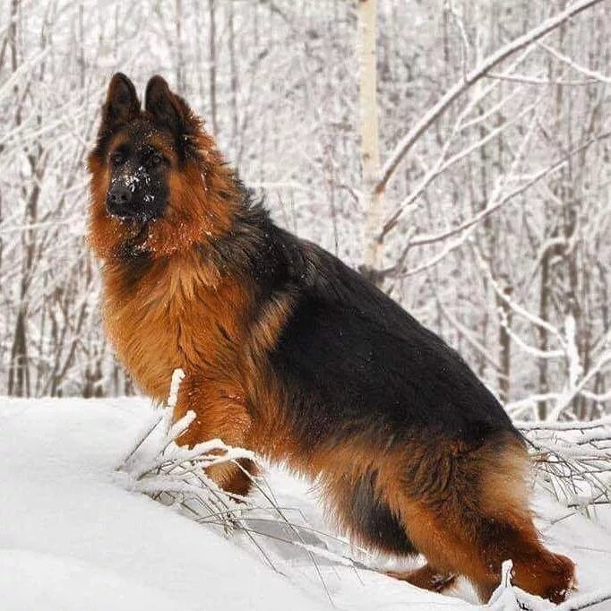 Овчарки с длинной шерстью фото Pin by PT PORTO on Pastor Alemão German sheperd dogs, German shepherd dogs, Shep
