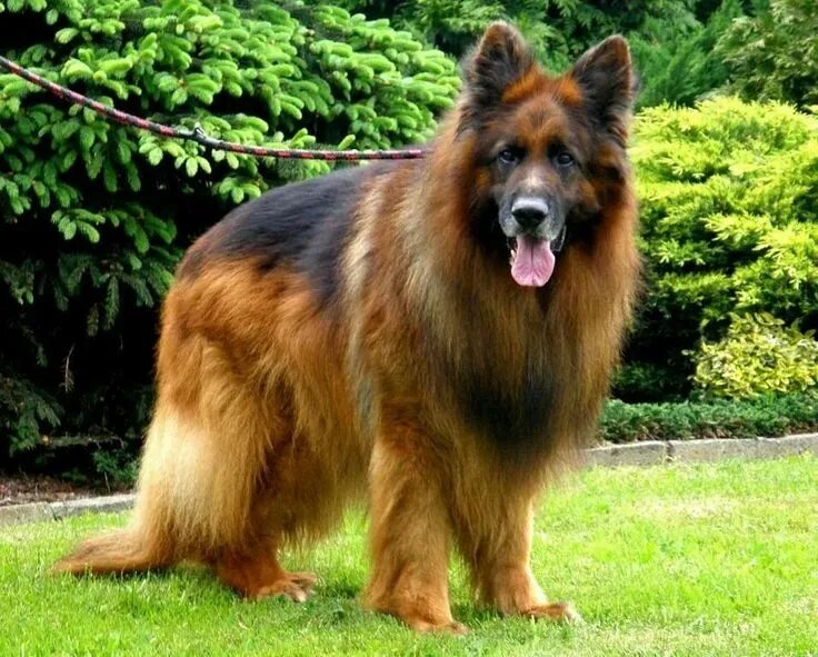 Овчарки с длинной шерстью фото Pin on Dogs German sheperd dogs, Beautiful dogs, German shepard puppies