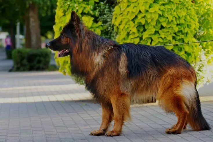 Овчарки с длинной шерстью фото Pin på German Shepherd