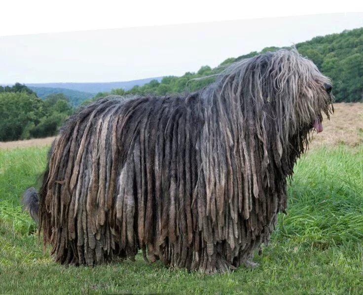 Овчарки с длинной шерстью фото Bergamasco Sheepdog Breed Standard - The Official Site of the BSCA (AKC Miscella
