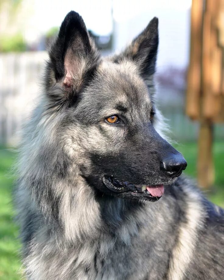 Овчарки серый окрас фото Shiloh Shepherd - Lady Shiloh shepherd dog, Guard dog breeds, Shiloh shepherd