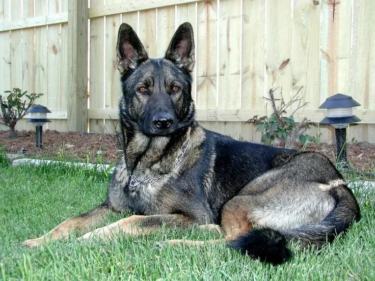 Овчарки серый окрас фото A German shepherd would be one of the best gifts ever. Description from in.pinte