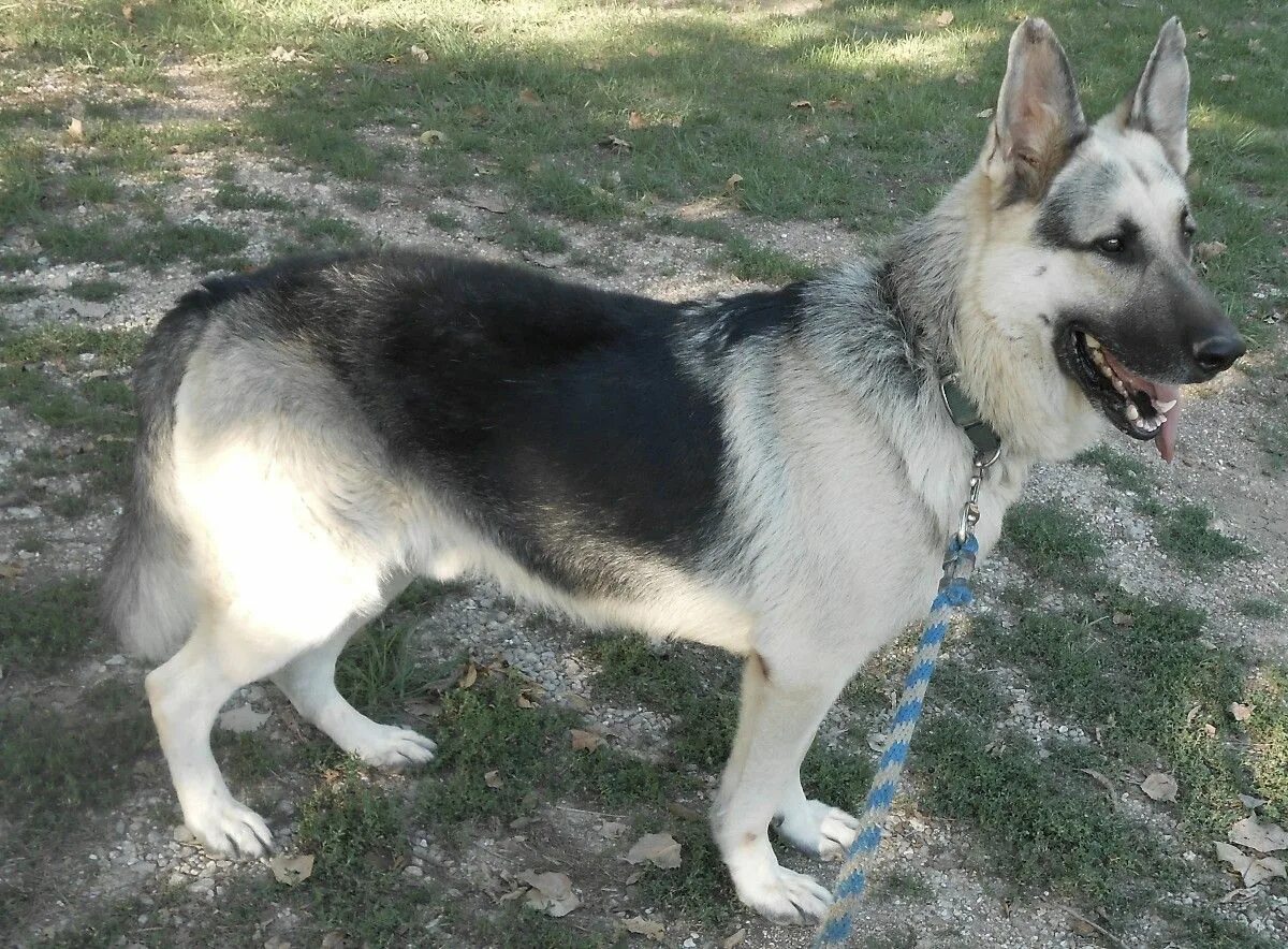 Овчарки серый окрас фото silver and black german shepherd - Google Search German shepherd dogs, Black ger