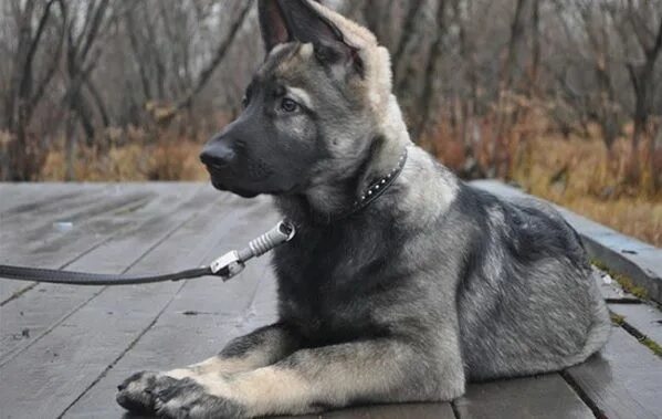 Овчарки серый окрас фото Gray German Shepherd Dog Breed Info Shepherd dog breeds, Dog breed info, Dog bre