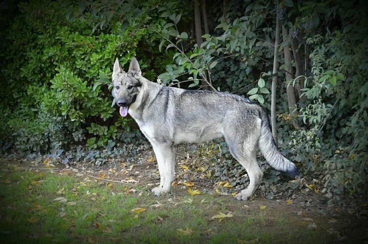 Овчарки серый окрас фото Pin on German Shepherd
