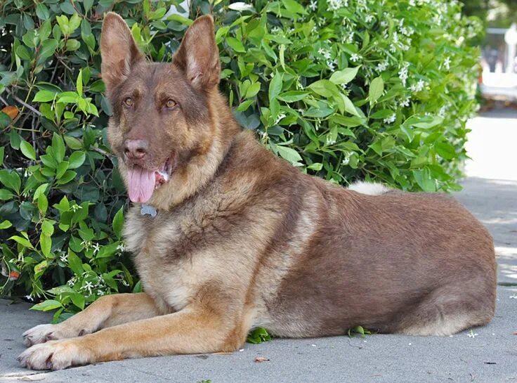 Овчарки серый окрас фото Westside German Shepherd Rescue of Los Angeles German shepherd colors, German sh