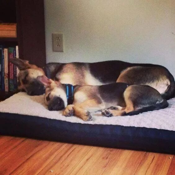 Овчарки спят фото 60+ Hilarious Pictures That Prove German Shepherds Can Sleep Absolutely Anywhere