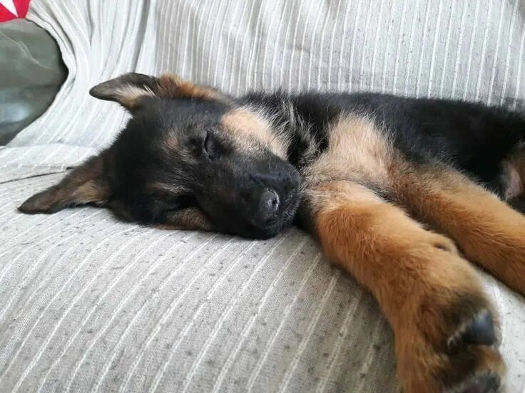 Овчарки спят фото Sleeping German shepherd puppy is so very sweet German shepherd puppies, Shepher
