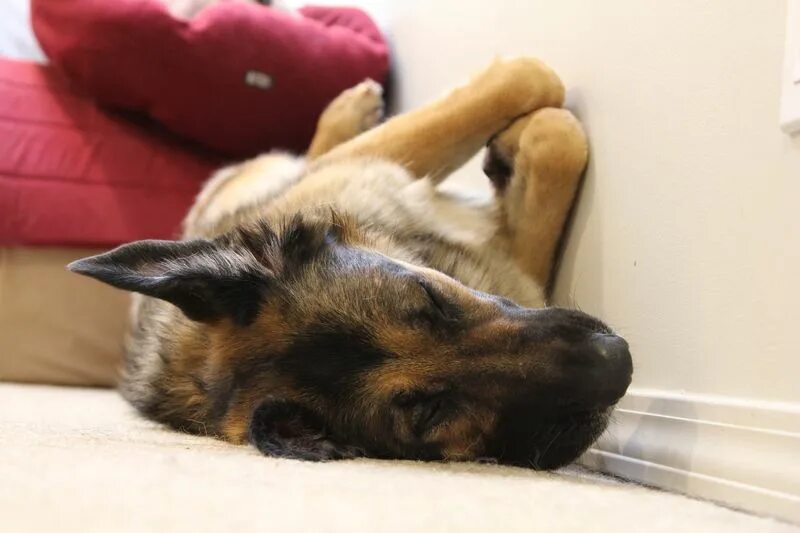 Овчарки спят фото My defective GSD in various sleeping positions German shepherd pictures, Gsd, Sh