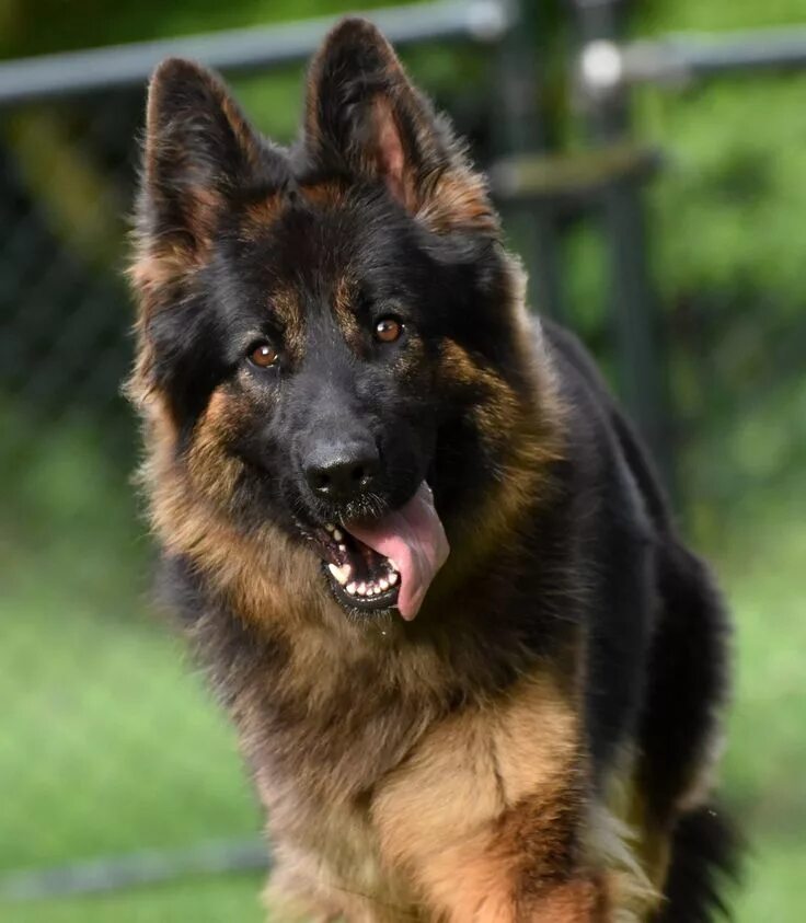 Овчарки виды пород фото с названием Pin op Want a loyal friend? Get a german shepherd! Herdershond, Duitse herders, 