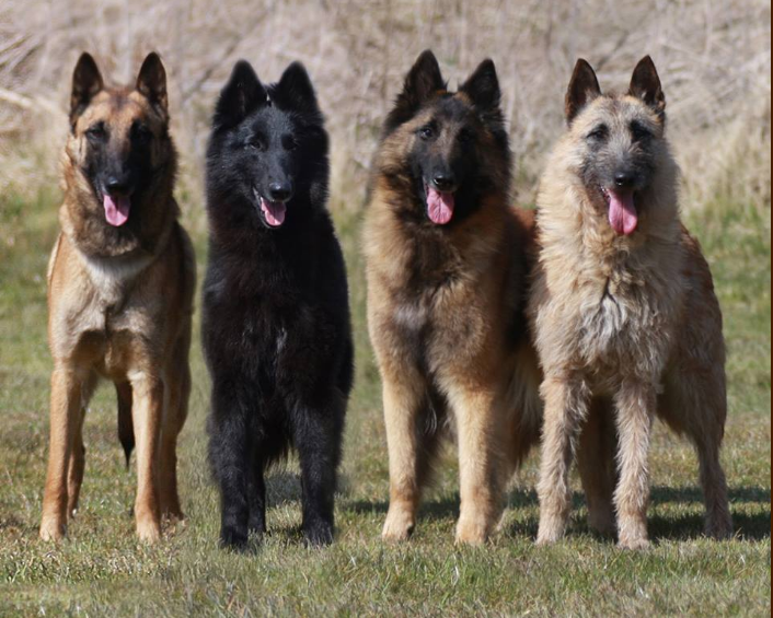 Овчарки виды пород фото с названием Фото бельгийской овчарки (40 картинок) Belgian dog, Malinois dog, Purebred dogs