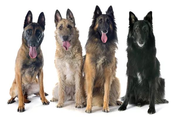 Овчарки виды пород фото с названием 15 Dogs That Look Like German Shepherds Belgian malinois, Belgian malinois dog, 