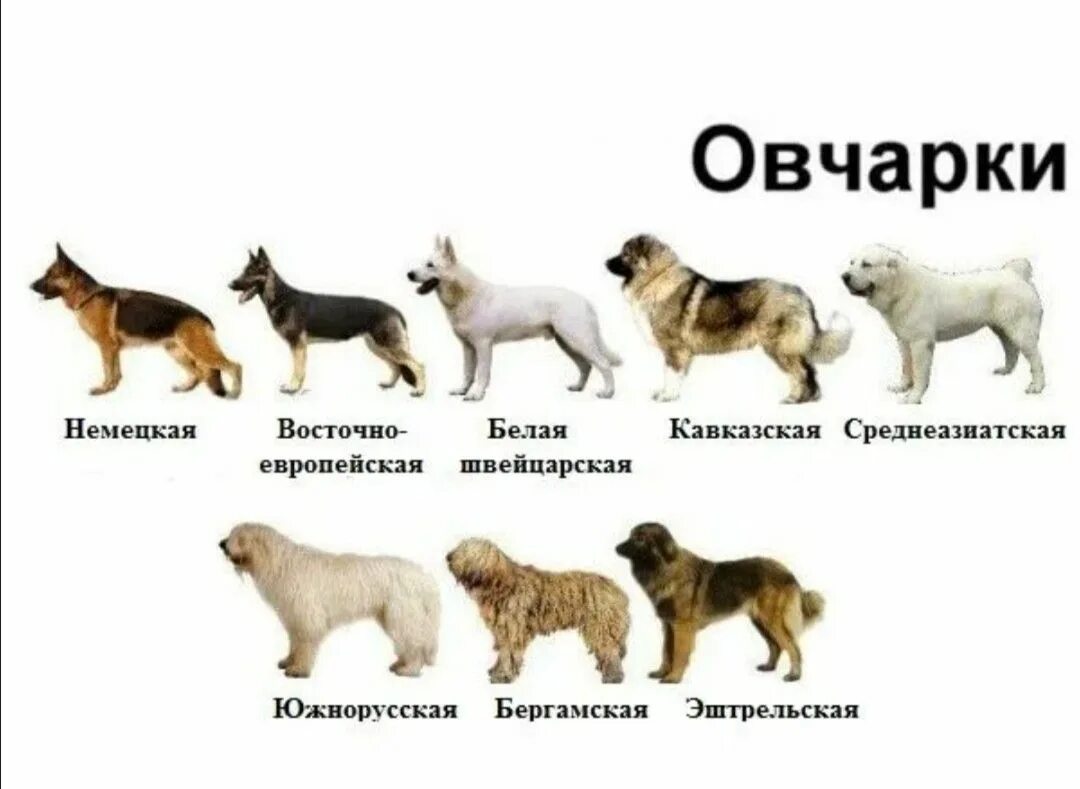 Овчарки виды пород фото с названием Овчарки Средние породы собак, Породы больших собак, Крупные породы собак