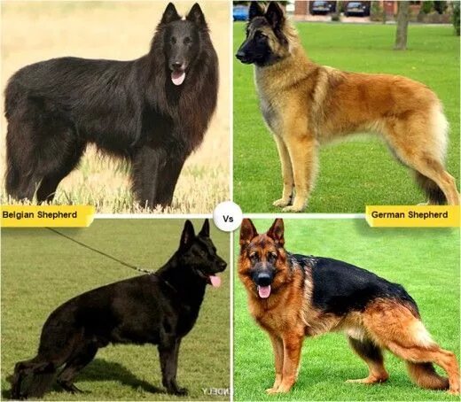 Овчарки виды пород фото с названием 11 Dog Breeds Like the German Shepherd German shepherd puppies, Shepherd puppies