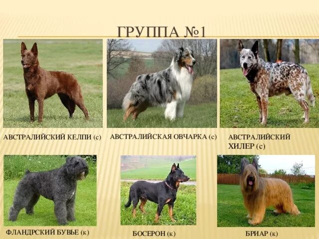 Овчарки виды пород фото с названием Компьютерная презентация РКФ. Классификация пород собак. - внеурочная работа, пр