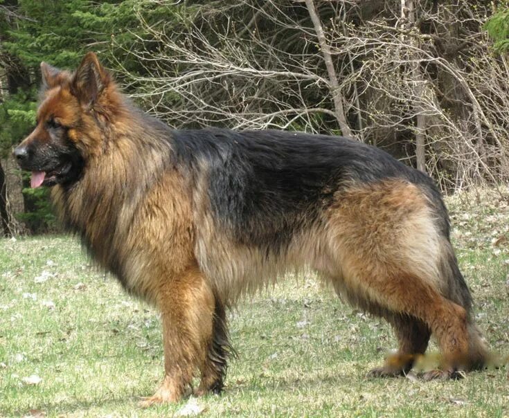 Овчарки виды пород фото с названием Old German Shepherd Dog / Perro pastor alemán de pelo largo_StevenKeough German 