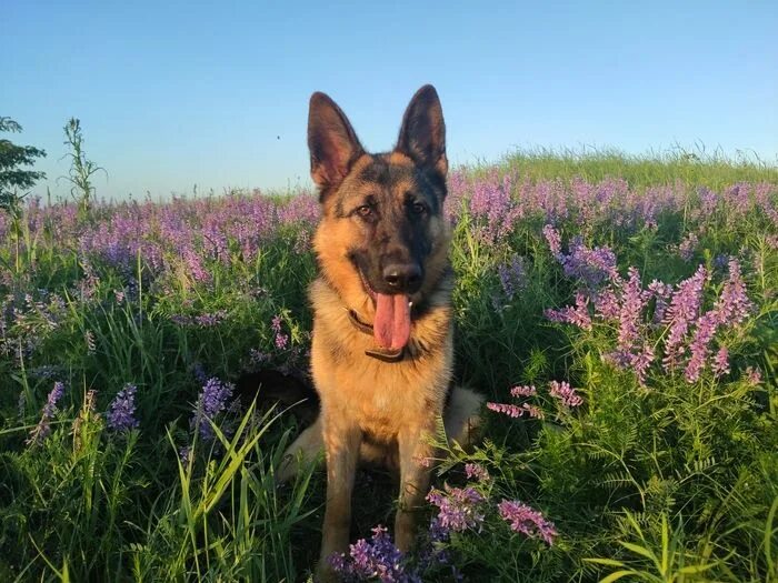 Овчарок фото цветов Немецкая овчарка Арья Dogs, Corgi, Animals