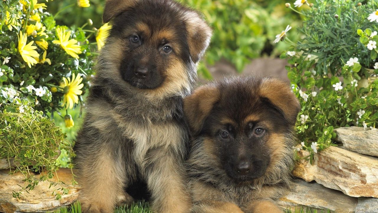 Овчарок фото цветов Wallpaper puppies, couple, dogs, grass, fur hd, picture, image