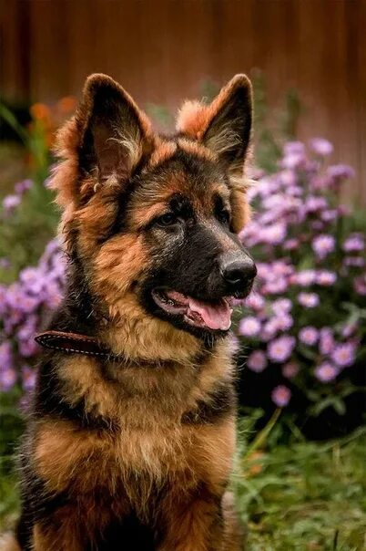 Овчарок фото цветов No matter how small your fortune, if you have a dog, you are rich." Lewis Sabin 
