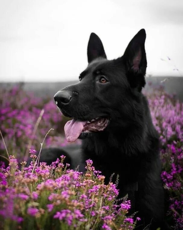 Овчарок фото цветов Pin on ❀...A Moorlands Cottage Black german shepherd, German shepherd dogs, Shep