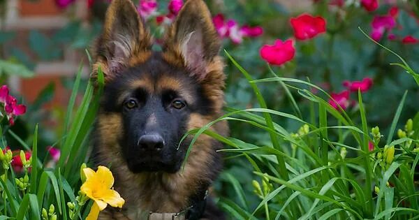 Овчарок фото цветов Karsen as a puppy! - Imgur
