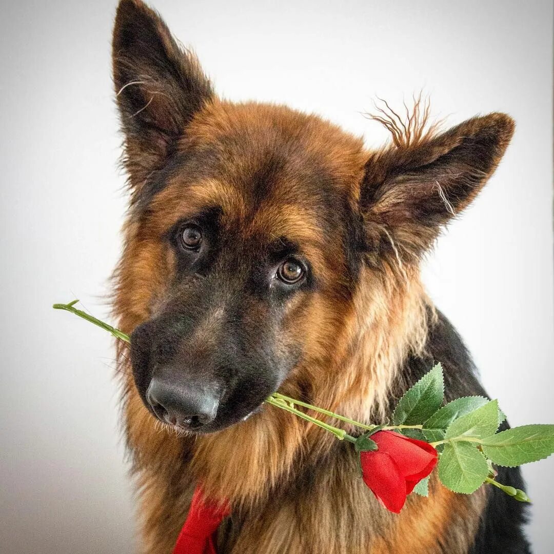 Овчарок фото цветов Archie - breaking hearts since May 2016. Couldn’t resist this #throwback to vale