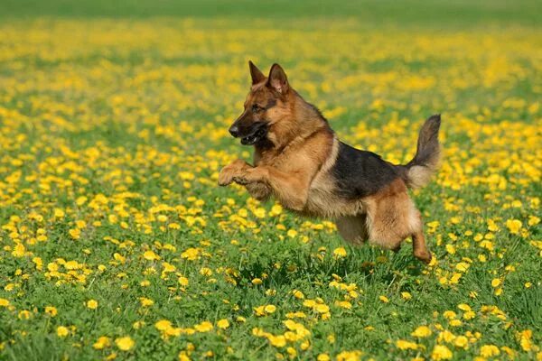 Овчарок фото цветов Top 10 Most Popular Dog Breeds of the Year Popular dog breeds, Most popular dog 
