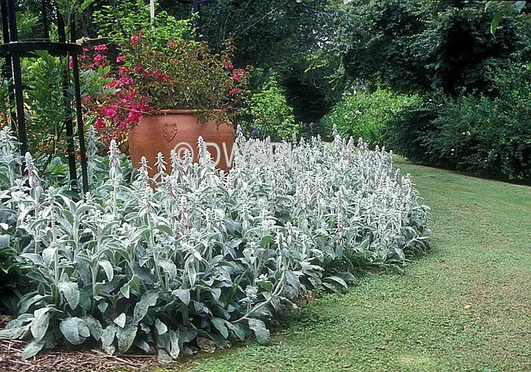 Овечьи ушки в ландшафтном дизайне фото lamb's ears plants - Google Search Balcony Plants Lambs ear plant, Stachys byzan