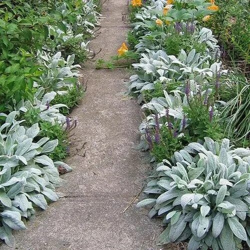 Овечьи ушки в ландшафтном дизайне фото Lambs Ear Seeds stachys Byzantina Lanata 50seeds - Etsy Garden borders, Garden d