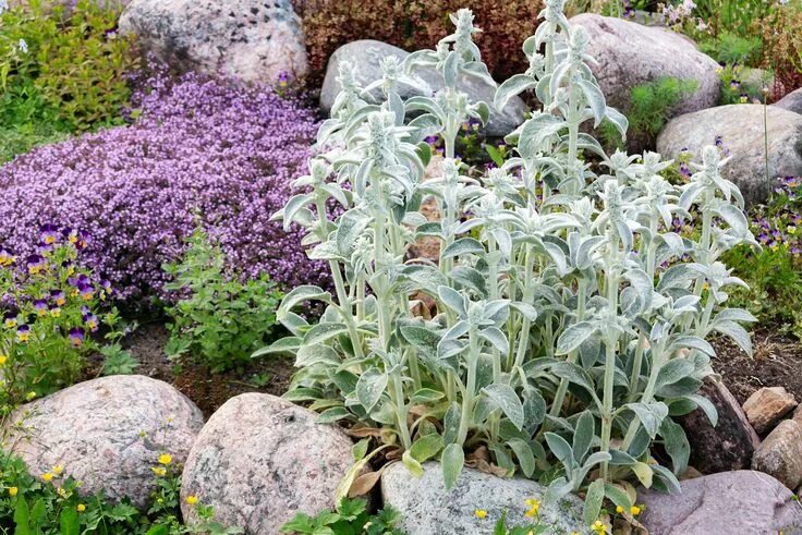 Овечьи ушки в ландшафтном дизайне фото Small rock garden ideas: 17 ways with alpine plants, succulents, water features 