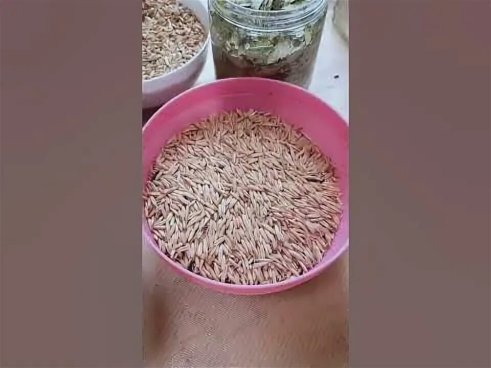 Овес для печени фото Лучшее Очищение Печени, Почек и Селезенки, отваром овса с петрушкой - YouTube