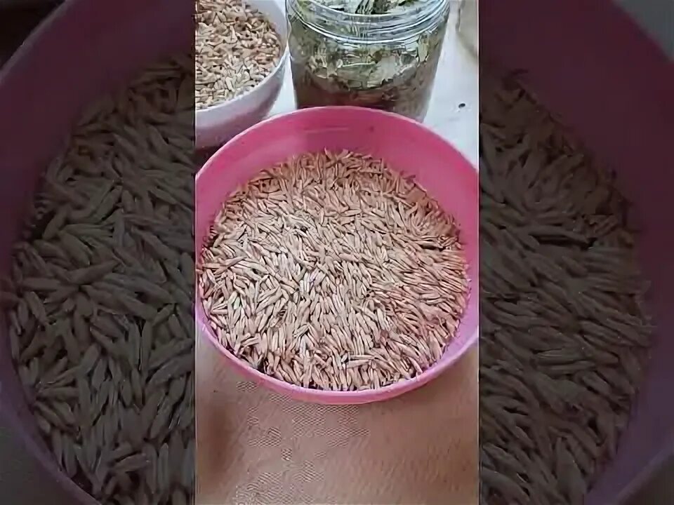 Овес для печени фото Лучшее Очищение Печени, Почек и Селезенки, отваром овса с петрушкой - YouTube