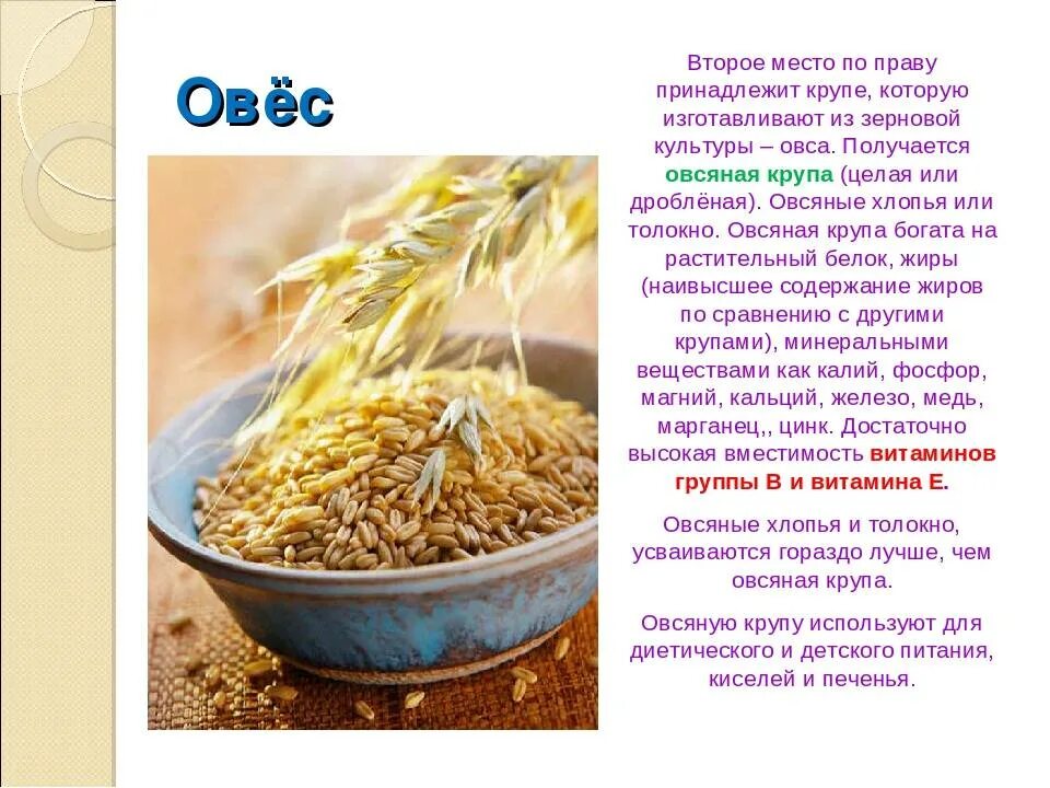 Овес для печени рецепт с фото Овес: сорта, описание зерновой культуры и полезные советы