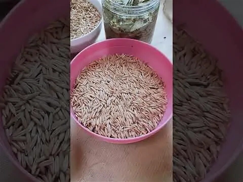 Овес для печени рецепт с фото рецепт отвар овса как приготовить и множество других вопросов задают пользовател
