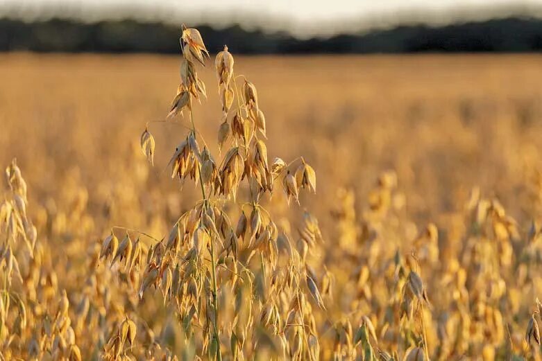 Овес на поле фото Agrochemicals are not the villains of agriculture or the environment