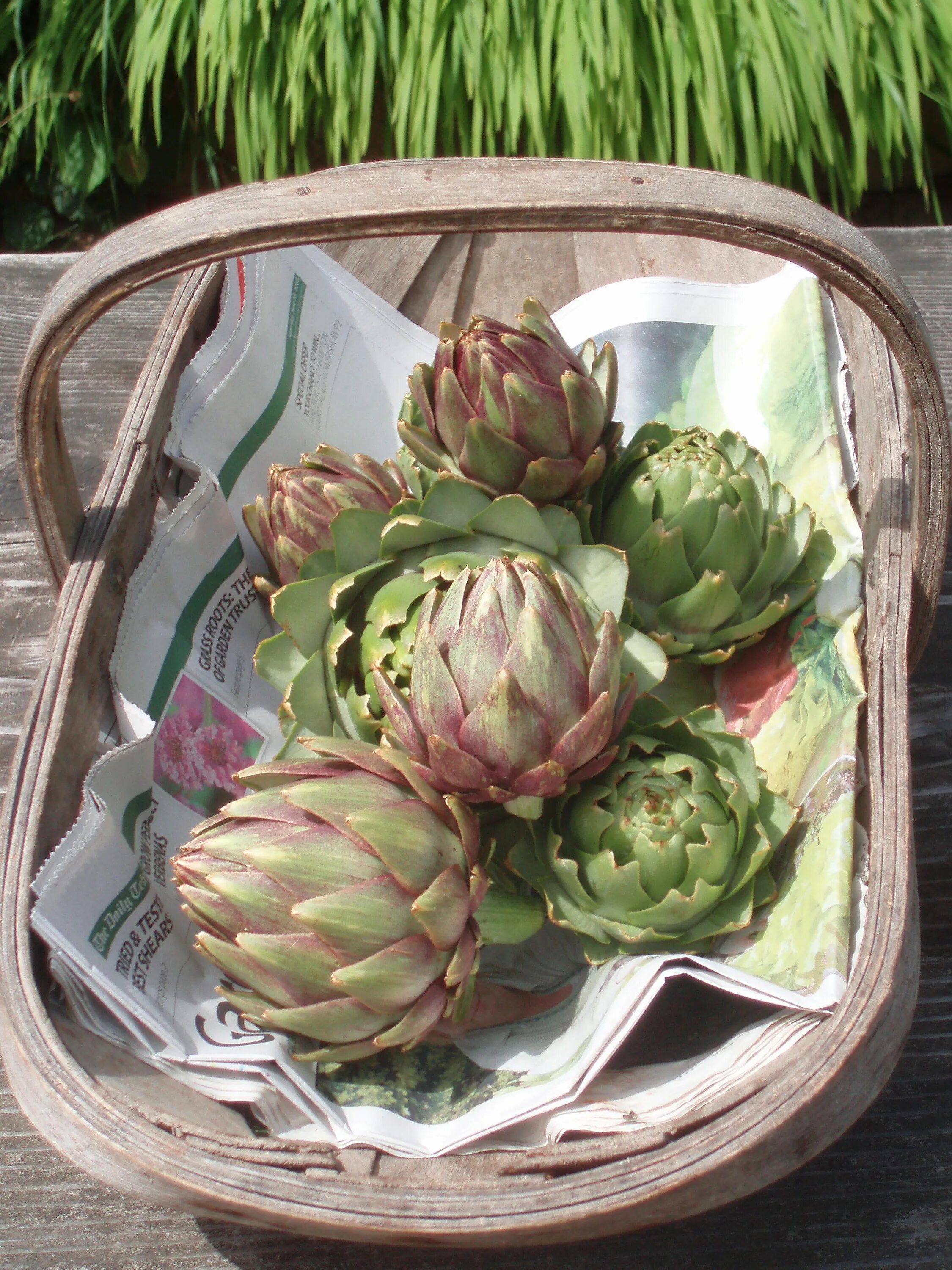 Овощ артишок фото Globe artichokes from our Kitchen Garden. Sooo delicious! Artichoke, Vegetables,