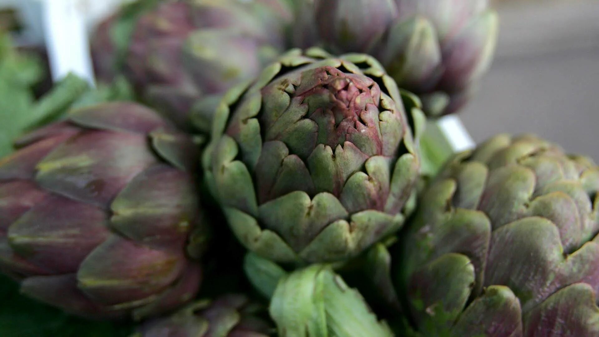 Овощ артишок фото Ricetta Perinaldo’s Artichoke - Borghi di Riviera