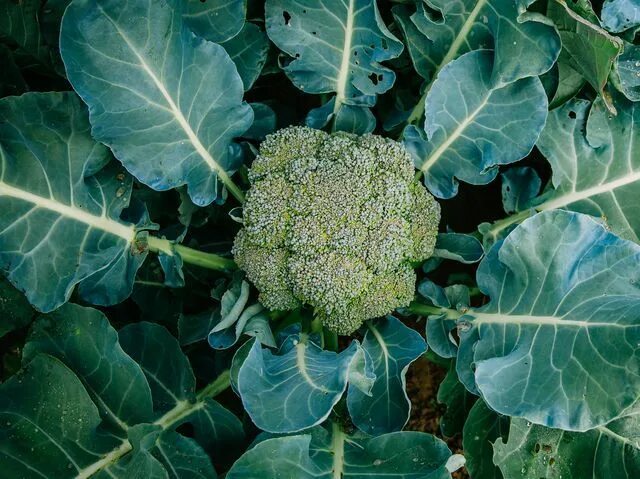 Овощ брокколи фото How to Grow Broccoli Growing broccoli, Broccoli plant, Broccoli
