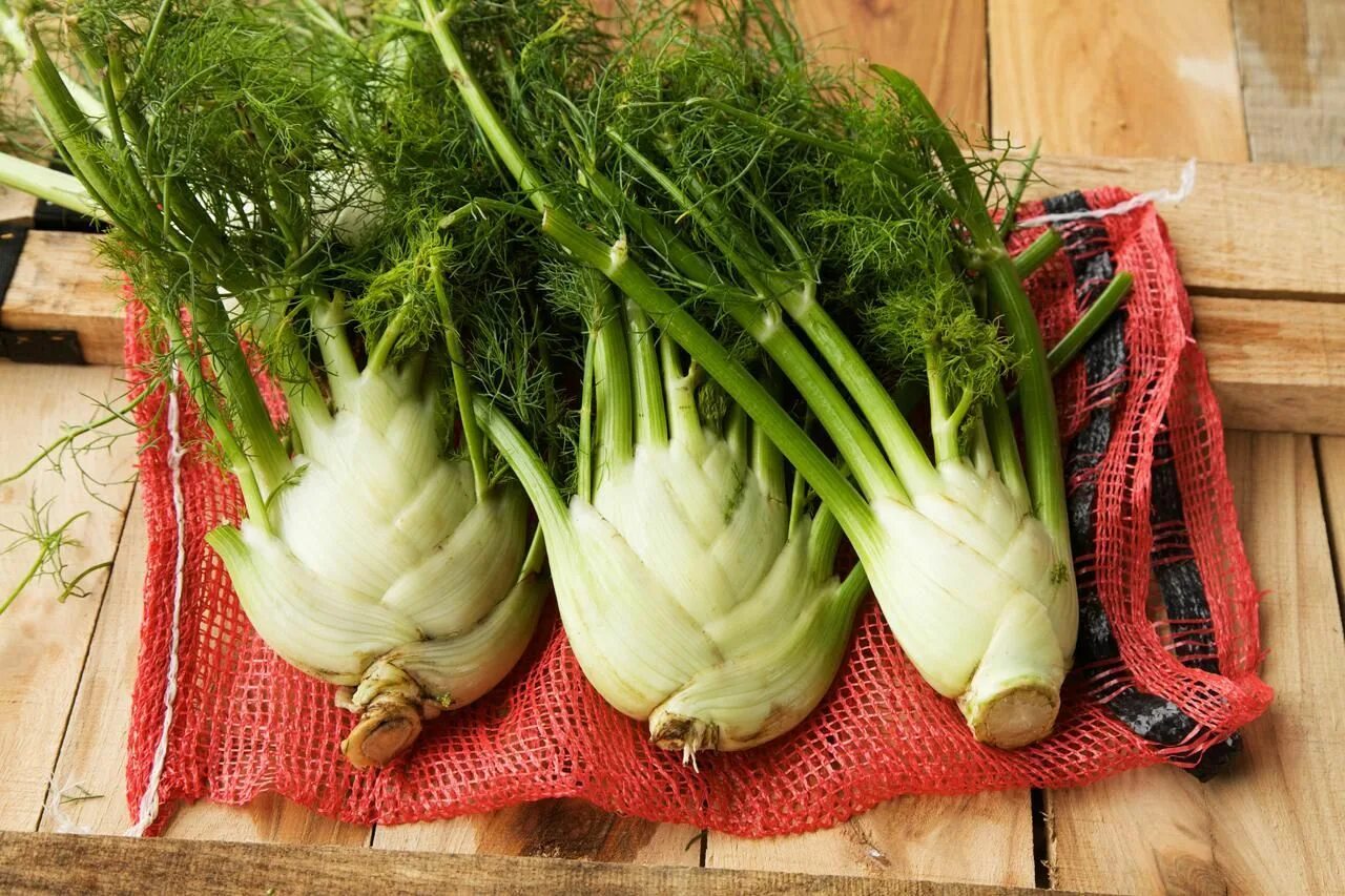 Овощ фенхель фото What Is Fennel? Roasted fennel, Fennel, Fennel recipes