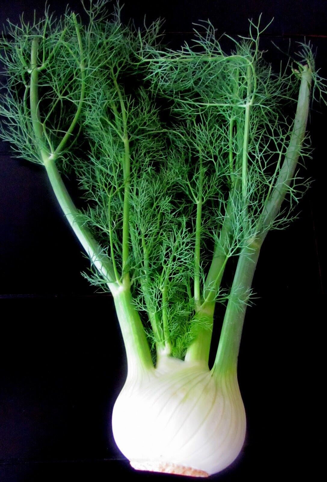Овощ фенхель фото Herb кэш: 20 сортов 12,000 семян лекарственных/кулинарных без ГМО выживания семе