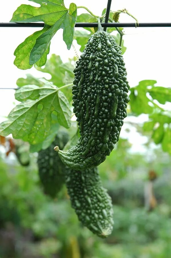 Овощ момордика фото How to Grow Bitter Melon -- Harvest to Table Bitter melon, Organic vegetable see