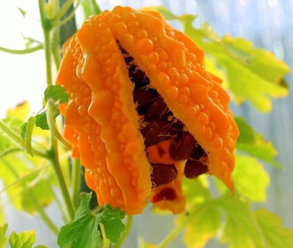 Овощ момордика фото Amazon.com: Persian Melon Seeds